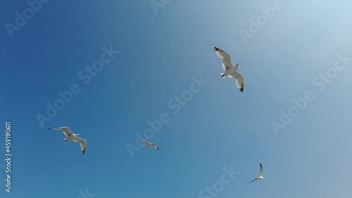 Seagulls at open sea, shot from a boat, 4K video