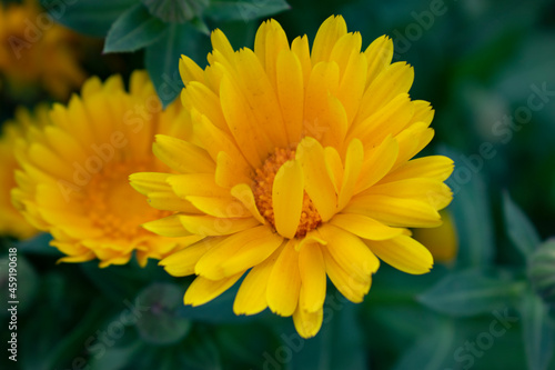 yellow flower in the garden