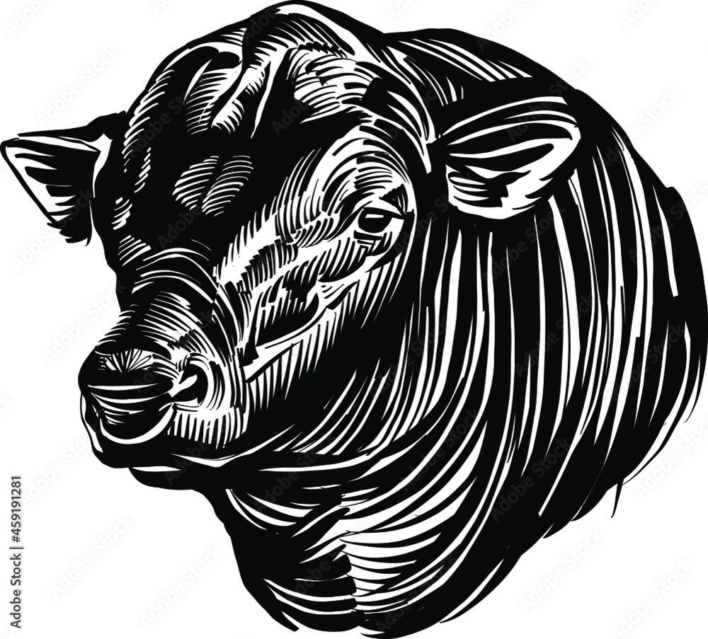 Fototapeta premium the vector illustration sketch of the bull head Angus