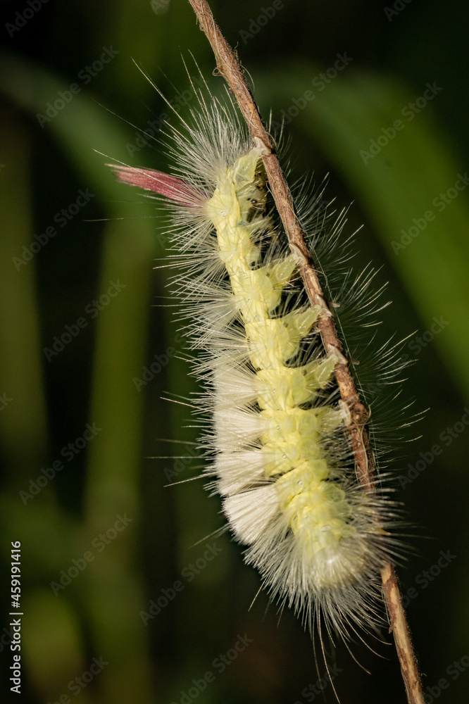 A large pale tussock caterpillar