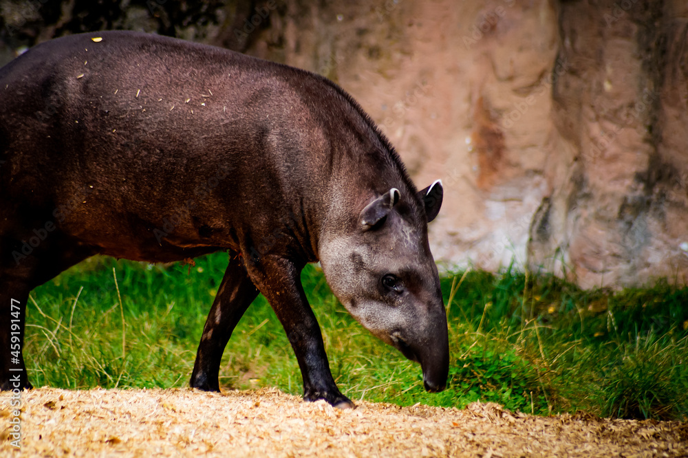 A mountain tapir looking for food A mountain tapir looking for food