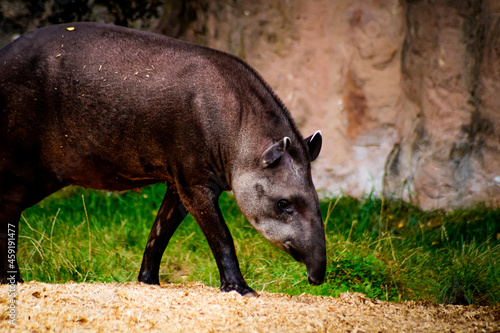 A mountain tapir looking for food photo