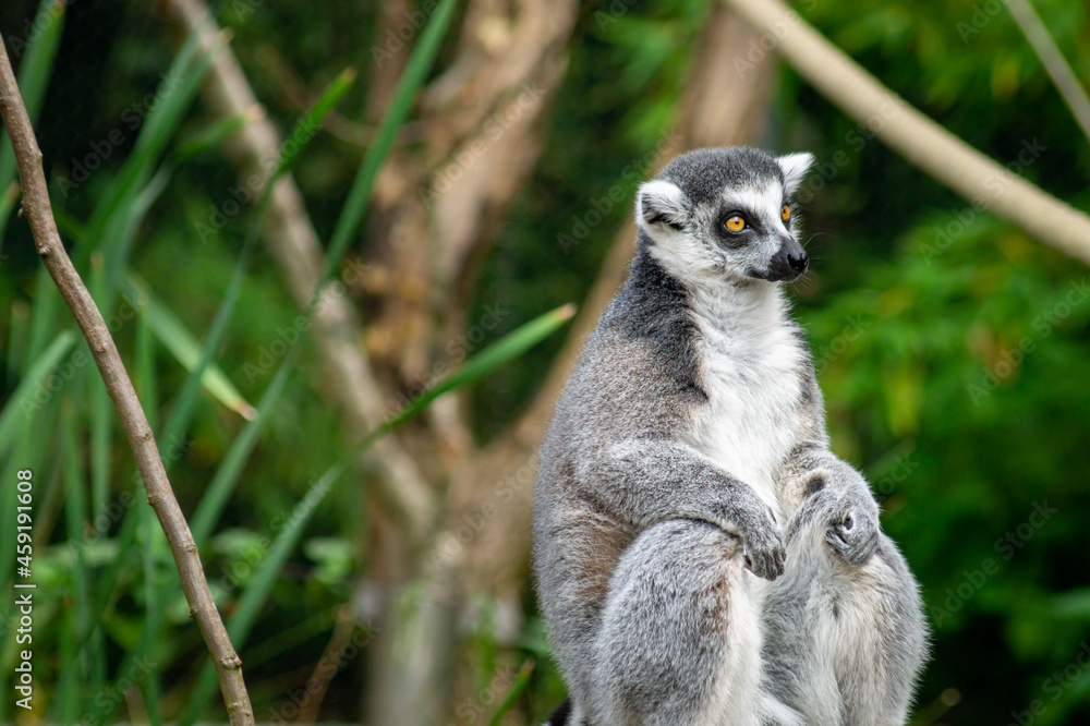 Obraz premium Close up of a lemur