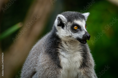 Close up of a lemur © Björn Bartsch