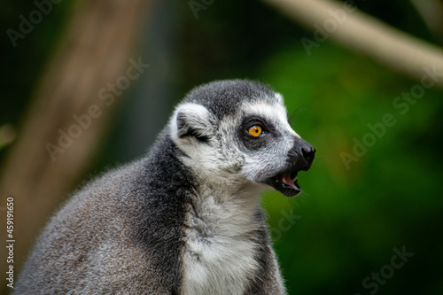 Close up of a lemur