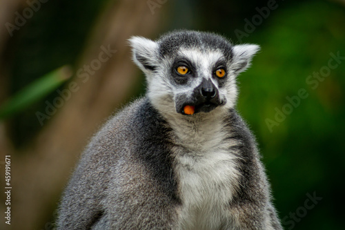 Close up of a lemur