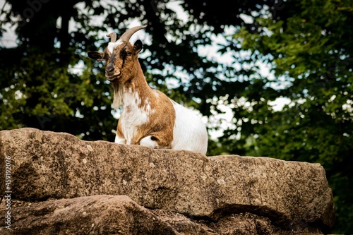 фотографія A goat is sitting on a rock