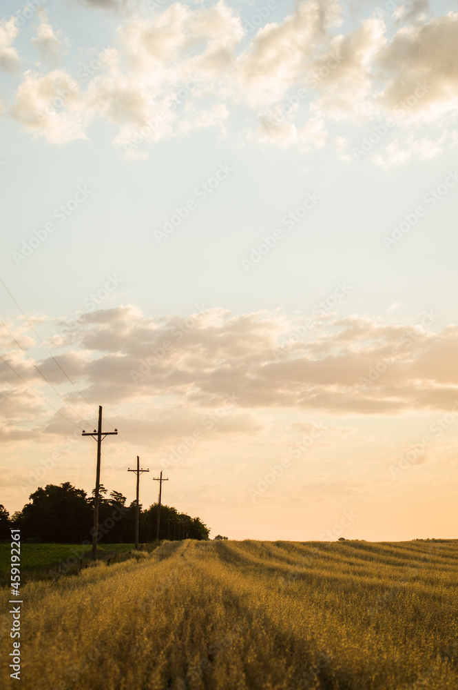 Obraz premium sunset over the field