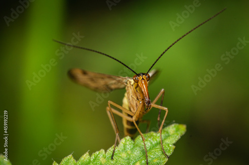A scorpion fly in a meadow when the weather is nice