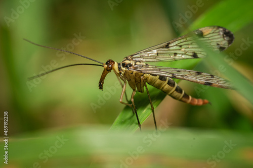 A scorpion fly in a meadow when the weather is nice