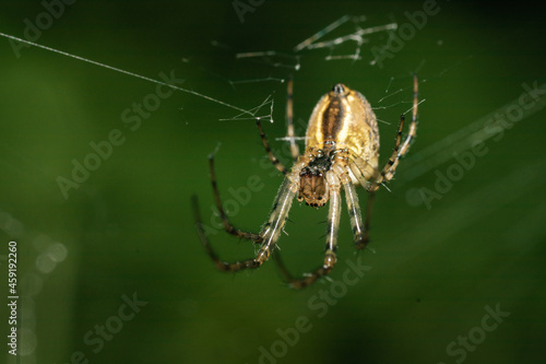 A garden spider sits in its web and waits for a prey.