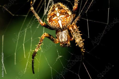 A garden spider sits in its web and waits for a prey. photo