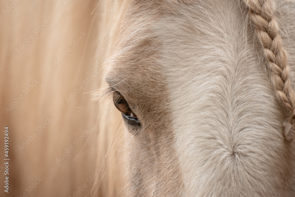 Portrait of half of the muzzle of a white horse's head with braid Portrait of half of the muzzle of a white horse's head with braid