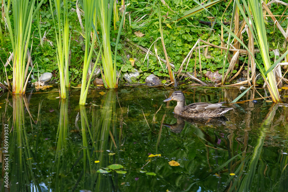 The duck swims on the lake in late summer. Reflections from the water surface. The duck swims on the lake in late summer. Reflections from the water surface.