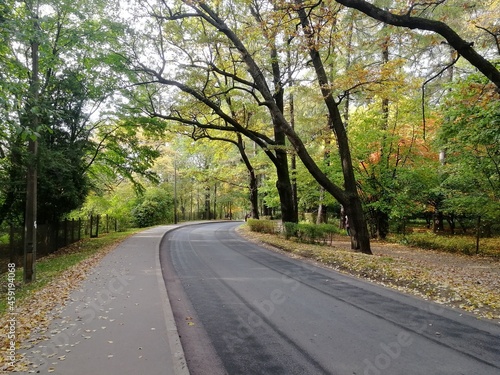 Wallpaper Mural road in the forest Torontodigital.ca
