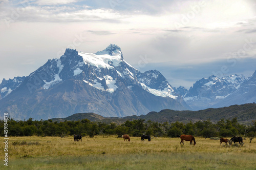 Horses in front of Cerro Paine Grande, Torres del Paine national park, Chile