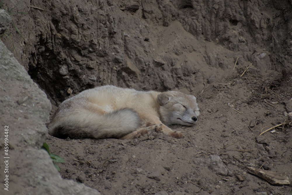 Corsac fox or Vulpes corsac Corsac fox or Vulpes corsac
