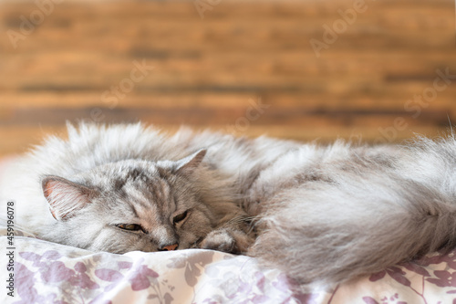 Grey fluffy cat lying on bed relaxing  © Julia