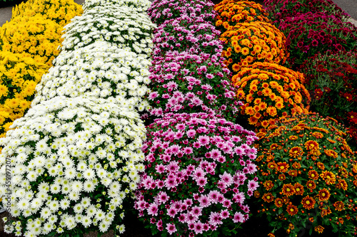 Fototapeta Chrysanthèmes, fleurs de la Toussaint
Commémoration des défunts