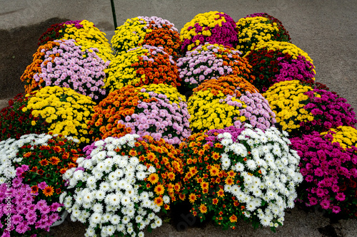 Tablou pe pânză Chrysanthèmes, fleurs de la Toussaint
Commémoration des défunts