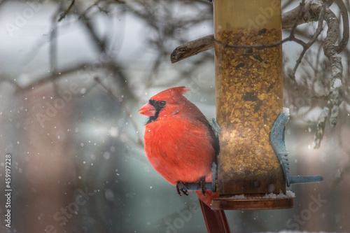 Beautiful cardinal standing on the the bird feeder