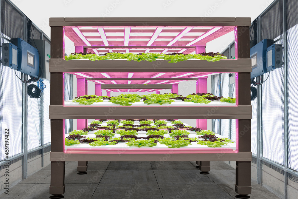 Smart farm indoor (LED) artificial grow light source used an on vegetables plant growth Smart farm indoor (LED) artificial grow light source used an on vegetables plant growth