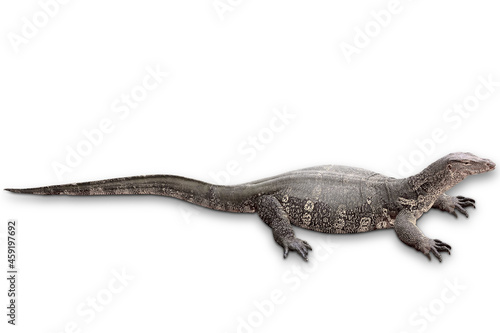 Asian water monitor isolated on white background with clipping path