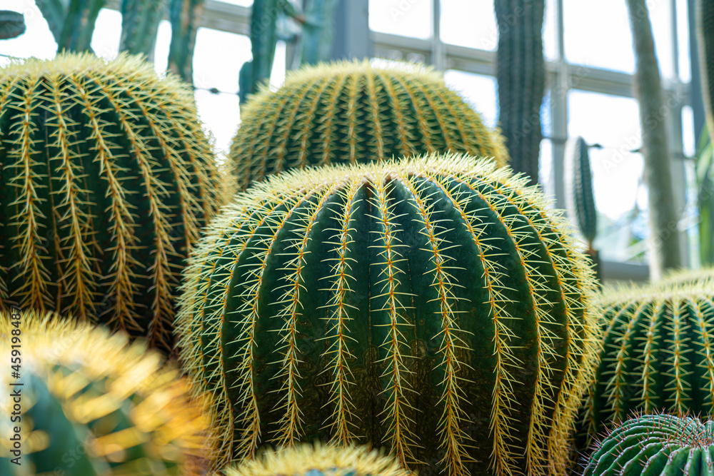 cactus cactus