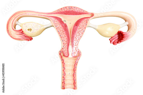 Ovaries and uterus with fallopian tubes of a human female reproduction isolated on a white background with clipping path