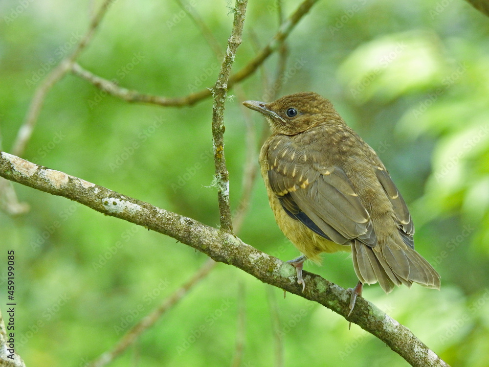 robin on a branch robin on a branch