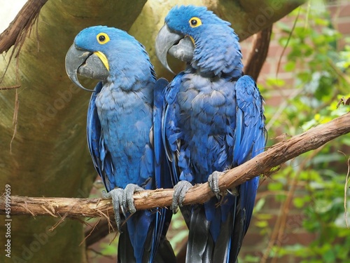 Photography Pittsburgh, PA/USA - 9/18/2021: National Aviary - Pair of Macaws