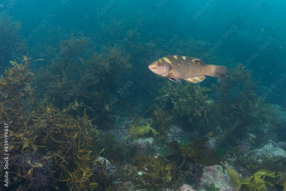 Obraz premium Purple wrasse, Notolabrus fucicola