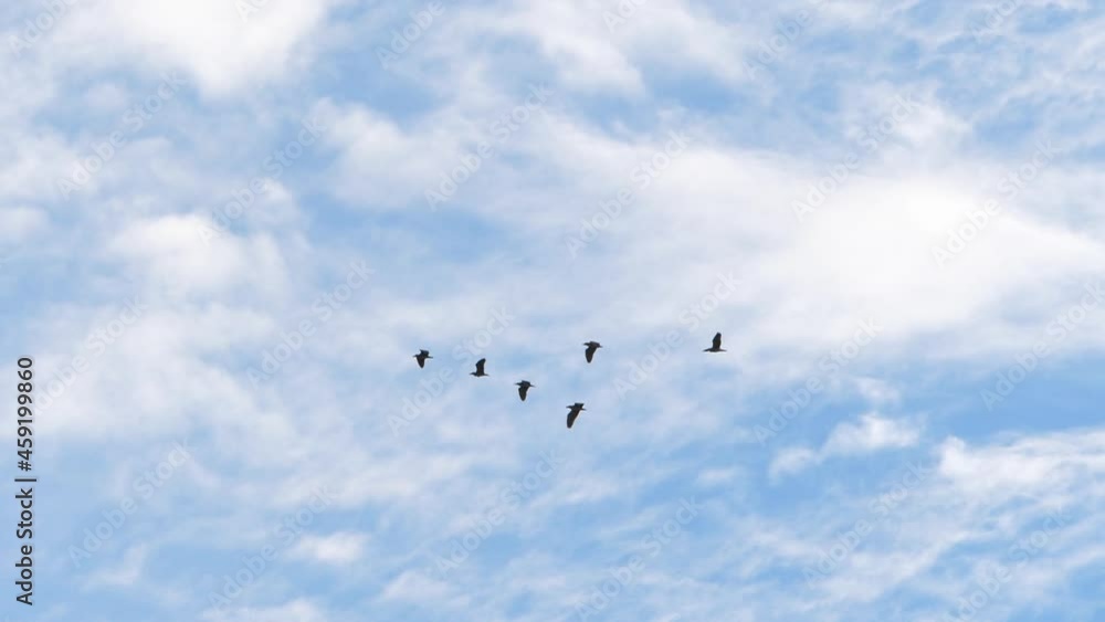 Slow motion speed scene of flying geese in the misty day, group of birds slowly soaring across the cloudy sky, real-time flock tracking upon foggy atmosphere, freedom of wildlife among the pale canopy Slow motion speed scene of flying geese in the misty day, group of birds slowly soaring across the cloudy sky, real-time flock tracking upon foggy atmosphere, freedom of wildlife among the pale canopy