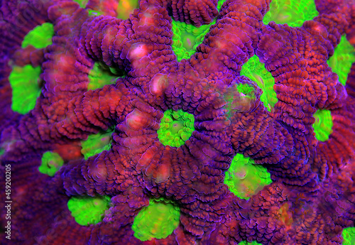 Fototapeta Naklejka Na Ścianę i Meble -  Tricolor Goniastrea LPS Coral - (Goniastrea sp.)
