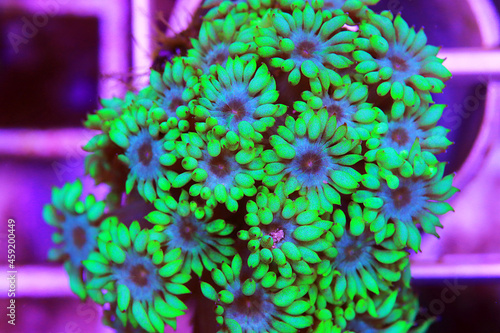 Green Goniopora, the Flower Pot LPS coral  photo