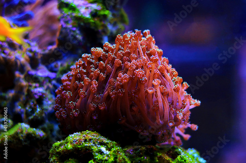 Red Goniopora, the Flower Pot LPS coral  photo