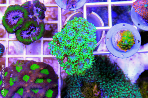 Green Goniopora, the Flower Pot LPS coral  photo