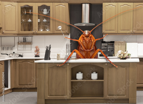 Photos Cockroaches invading and cooking the home kitchen