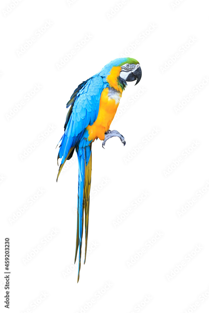 Colorful blue parrot macaw isolated on white background with clipping path