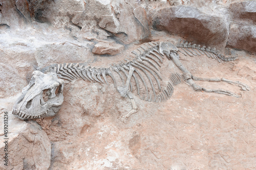 Dinosaur skeleton in ground stone Fossil Tyrannosaurus archaeological excavations. Prehistoric monster