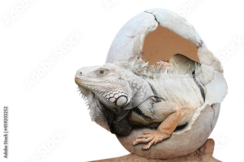 Canvas-taulu Dinosaur emerges from an egg isolated on white background with clipping path