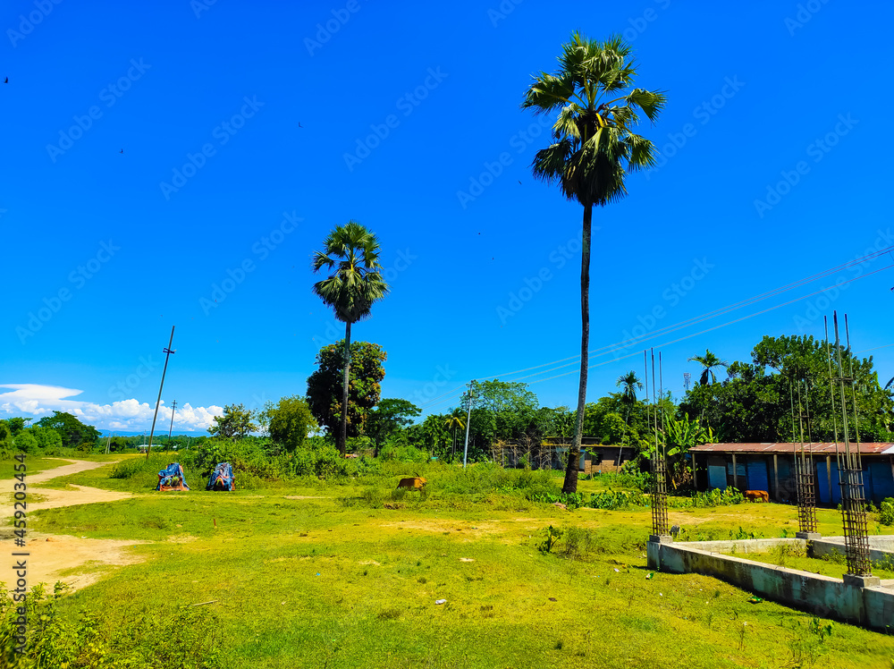 Obraz premium Two palm trees in the field