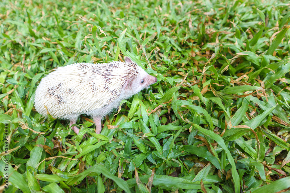 Hedgehog or Dwarf porcupine on the green grass Hedgehog or Dwarf porcupine on the green grass