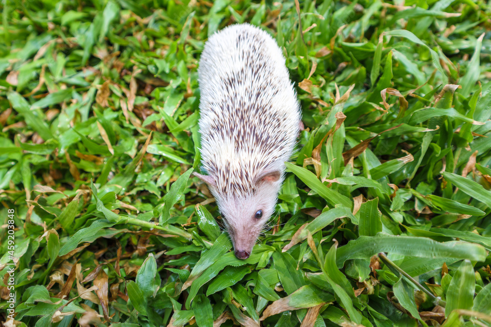 Naklejka premium Little Dwarf porcupine cute on the green grass
