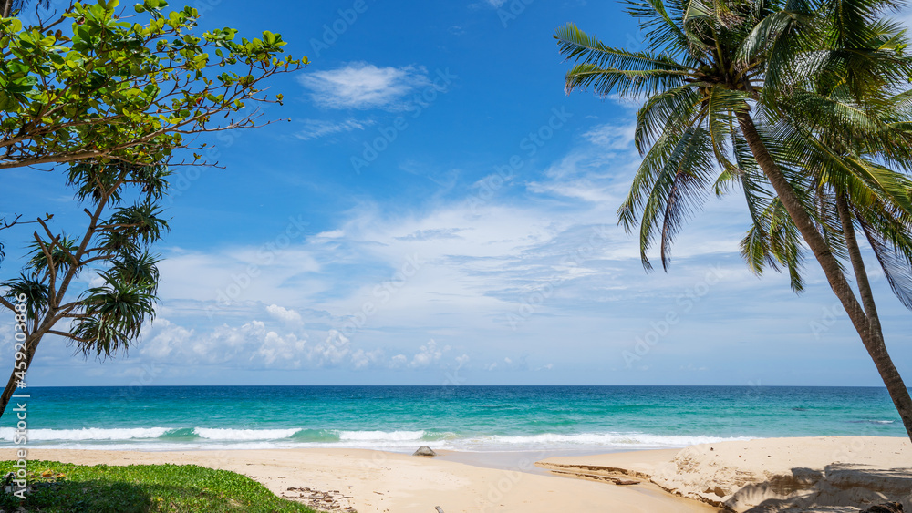Palm and tropical beach beautiful summer background Palm and tropical beach beautiful summer background