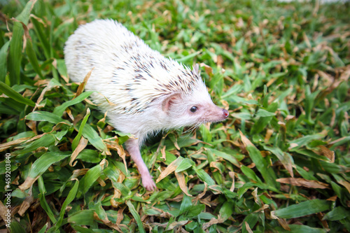 Hedgehog or Dwarf porcupine on the green grass © thanapun