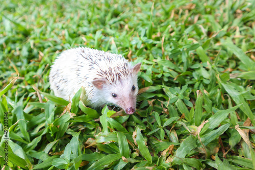 Little Dwarf porcupine cute on the grass