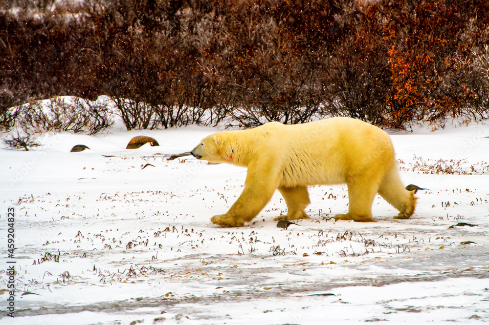 Polar bear waiting on the shore of Hudson Bay, near Churchill, Manitoba, for the ice to freeze so he can go out and hunt seals. Polar bear waiting on the shore of Hudson Bay, near Churchill, Manitoba, for the ice to freeze so he can go out and hunt seals.