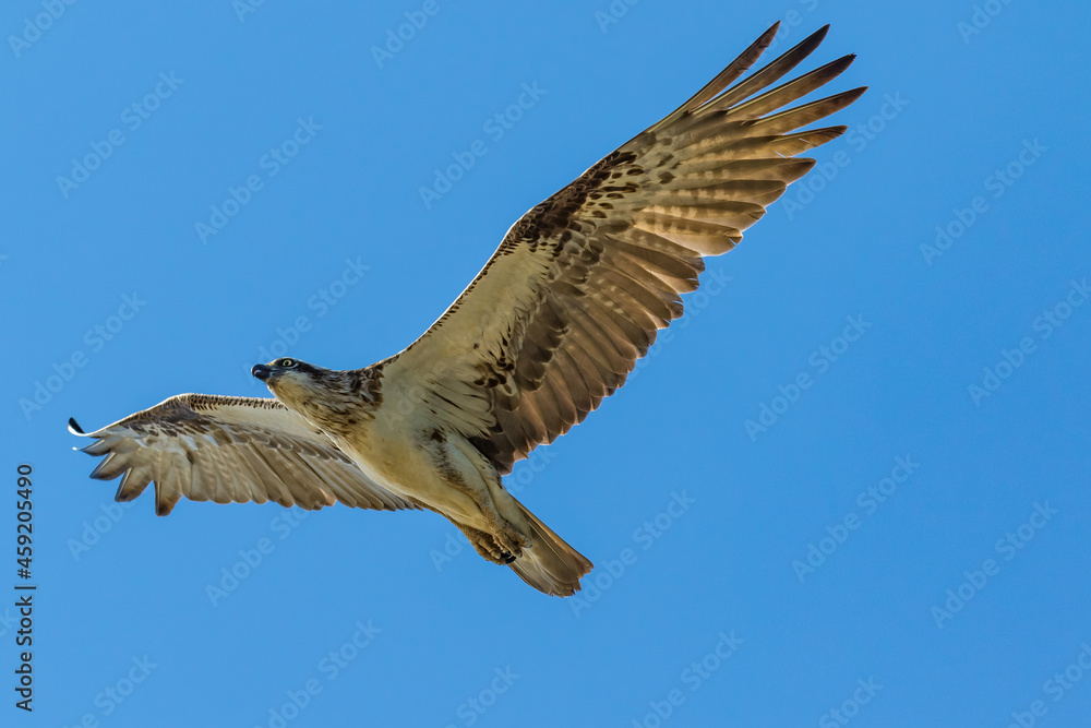 Osprey in flight with wings fully out stretched riding the thermals Osprey in flight with wings fully out stretched riding the thermals