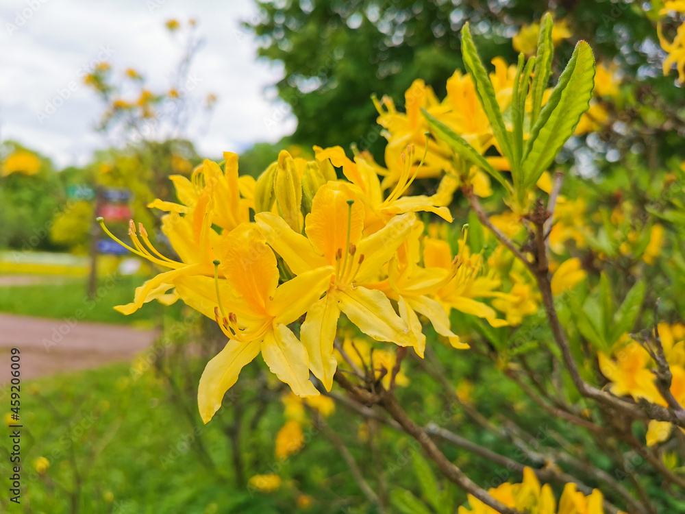 Flowers and buds of yellow rhododendron in the botanical garden of St. Petersburg. Flowers and buds of yellow rhododendron in the botanical garden of St. Petersburg.